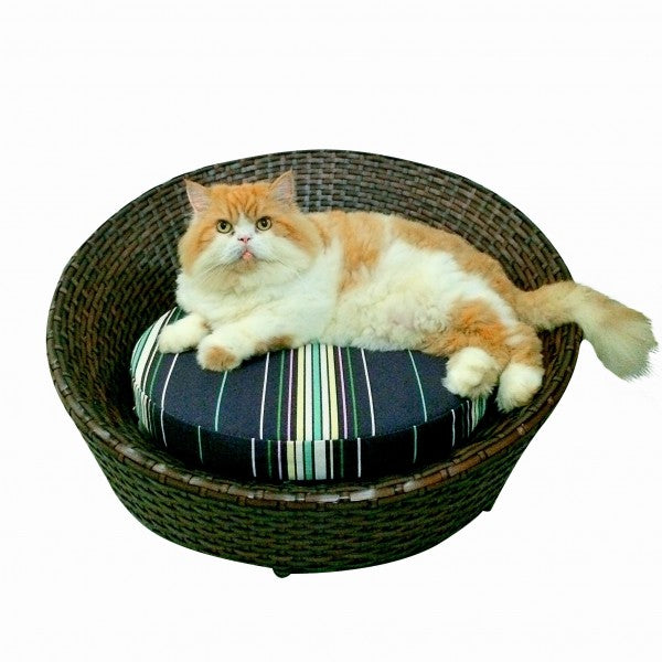 Chaise Pet